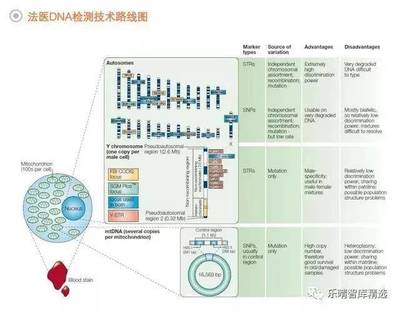 法醫DNA檢測行業 百億藍海市場蓄勢待發，技術創新驅動未來